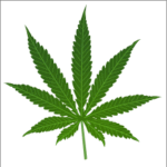 cannabis_leaf