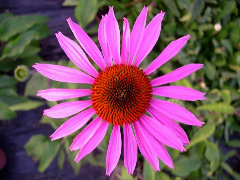 http://www.thecamreport.com/images/Echinacea%20purpurea%20Maxima.JPG